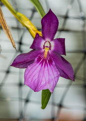 Miltonia moreliana
