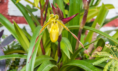 Phragmipedium