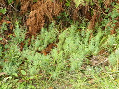 Euphorbia portlandica