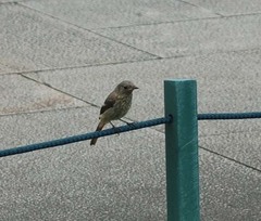 Phoenicurus auroreus