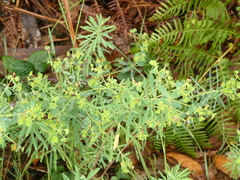 Euphorbia portlandica