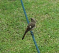 Phoenicurus auroreus