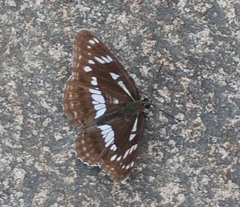 Limenitis helmanni