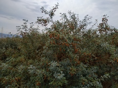 Halimodendron halodendron