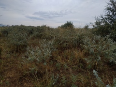 Halimodendron halodendron