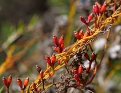 Cassytha glabella dispar