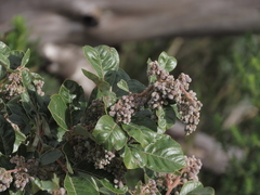 Searsia tomentosa