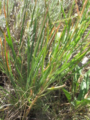 Tragopogon dasyrhynchus