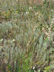 Tragopogon dasyrhynchus