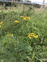 Tanacetum vulgare
