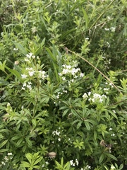 Galium rivale