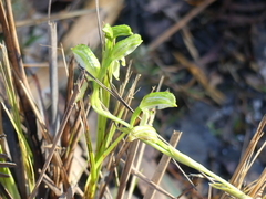 Pterostylis melagramma