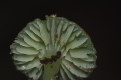 Gliophorus viridis image