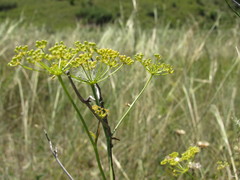 Peucedanum ruthenicum