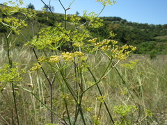 Peucedanum ruthenicum