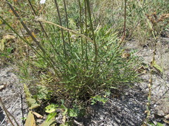 Peucedanum ruthenicum