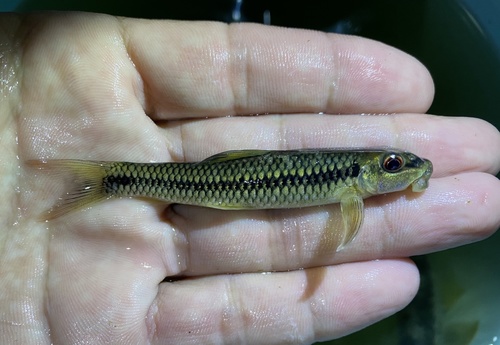 Cameroon labeo (Labeo camerunensis) — Cyprinidae — 2