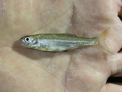 Opsaridium ubangiense