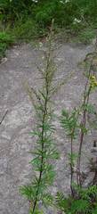 Artemisia vulgaris vulgaris