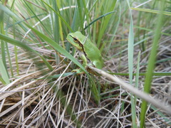 Hyla orientalis