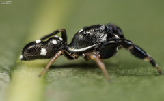 Damoetas