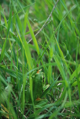 Hyla orientalis