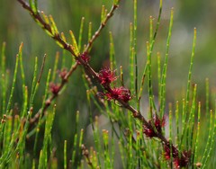 Allocasuarina misera