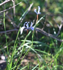 Moraea tripetala tripetala