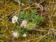 Iberis procumbens