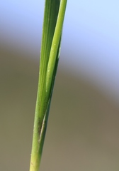 Moraea tripetala tripetala