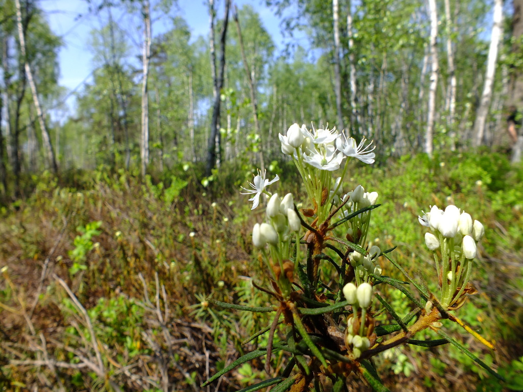 marsh Labrador tea from Mońki County, Poland on May 14, 2013 by Michael ...
