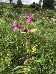 Impatiens glandulifera