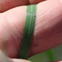 Moraea tripetala tripetala