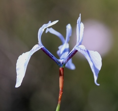 Moraea tripetala tripetala