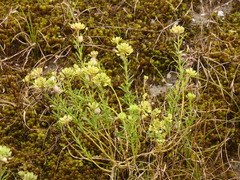Iberis procumbens