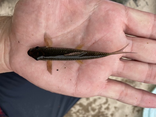 Cameroon labeo (Labeo camerunensis) — Cyprinidae — 4