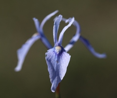 Moraea tripetala tripetala
