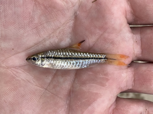 Spinyfin barb (Enteromius prionacanthus) — Cyprinidae — 4