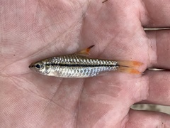 Enteromius prionacanthus