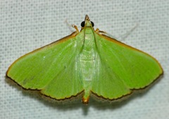 Parotis prasinophila