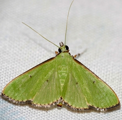 Parotis prasinophila