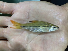 Enteromius holotaenia