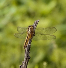 Crocothemis servilia