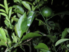 Menelaides