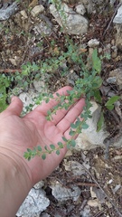 Andrachne telephioides