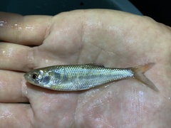 Opsaridium ubangiense