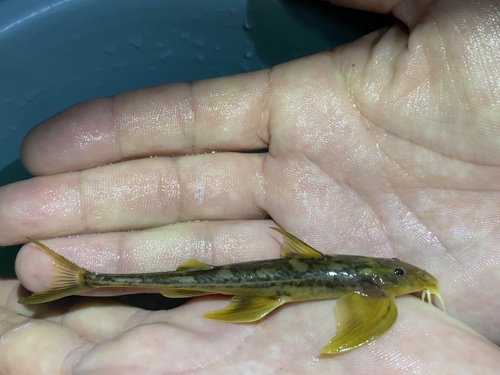 Typical sand catfish (Doumea typica) — Amphiliidae