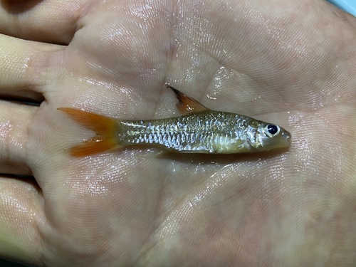 Brazza's barb (Enteromius brazzai) — Cyprinidae — 2
