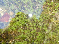 Callitriche hermaphroditica