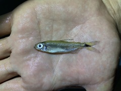 Bryconalestes intermedius